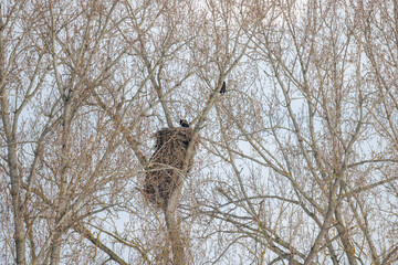 Bald eagle nest