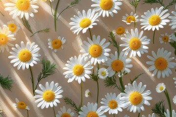 Obraz premium Chamomile Daisy Floral Design with Sunlit Accents on Soft Beige Background