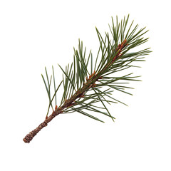 A single pine needle cluster, isolated on a white background.