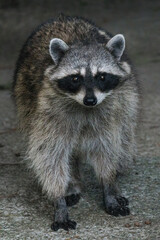 Raccoon