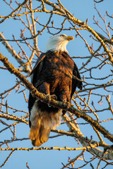 Bald eagle bird