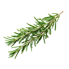 A sprig of fresh rosemary isolated on white