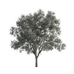 A tall oak tree with a full canopy, isolated on a white background.