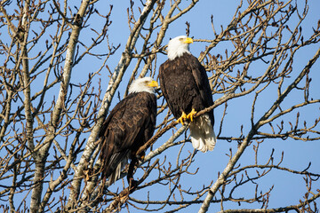 Bald eagle bird
