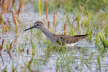 Lesser yellowlegs bird