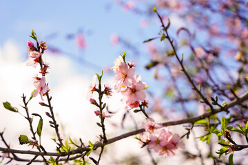 Almond flowers. Flowering almond tree in the garden. Blooming pink flowers on the branches