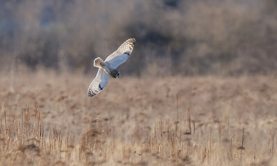 Short eared owl