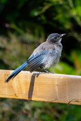 California scrub jay bird