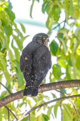 Merlin bird