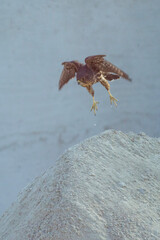 Merlin bird