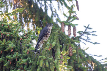 Merlin bird