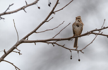 Song sparrow singing as it perches on a bare branch on an overcast winter day.