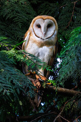 Barn owl