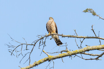Sharp-shinned Hawk