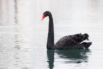 Black swan
