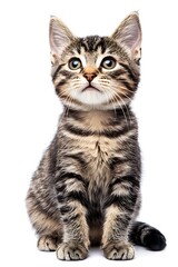 Obraz premium cute gray cat sitting calmly on a neutral white background 