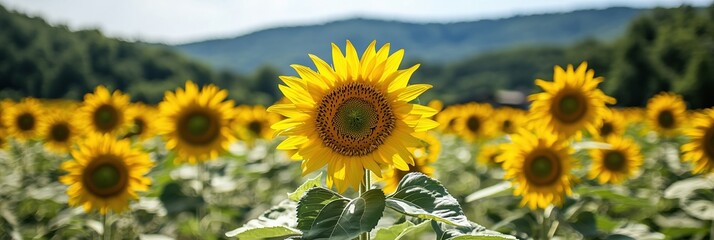 A vibrant sunflower standing tall in a field of blooming sunflowers under a blue sky.