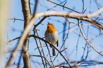 A European robin sings while perched on a tree branch, surrounded by twigs against a bright blue sky
