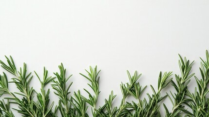 Obraz premium rosemary laid out in a neat pile, emphasizing its vibrant green color and aromatic qualities against a white surface