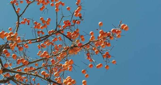 Harvest persimmon trees outdoors in autumn
