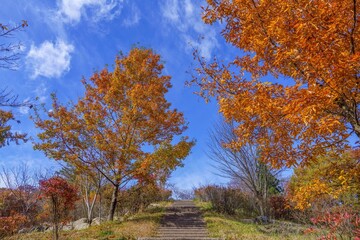 青空バックに見上げるきれいに色づいた黄葉情景