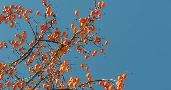 Harvest persimmon trees outdoors in autumn
