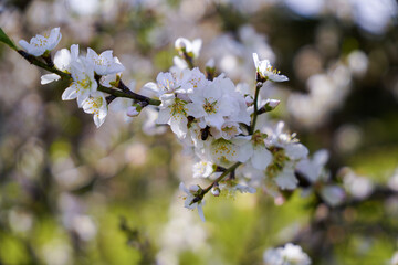 Almond flowers. Flowering almond tree in the garden. Blooming pink flowers on the branches