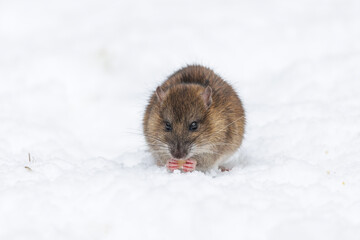 Brown rat