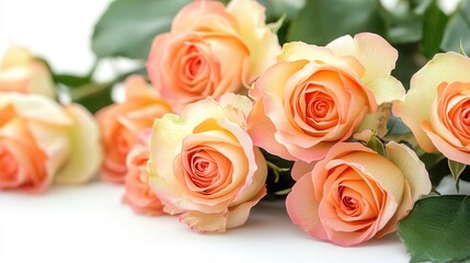 Obraz premium Roses in soft peach tones, representing grace and elegance, create a gentle and inviting scene