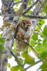 Barn owl