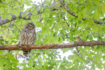 Barred Owl