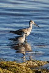 Lesser yellowlegs bird