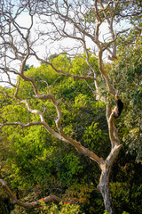 Bee hive on tree. animal in nature