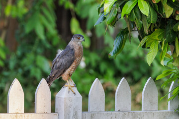 Cooper's hawk bird