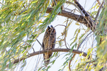 Long eared owl