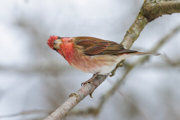 Purple Finch bird