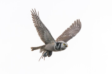 Obraz premium Northern hawk owl