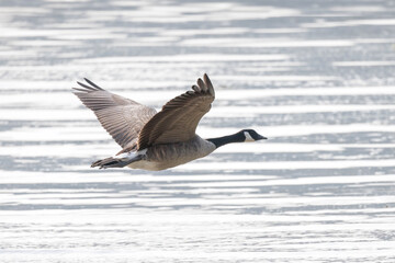 Canada goose bird