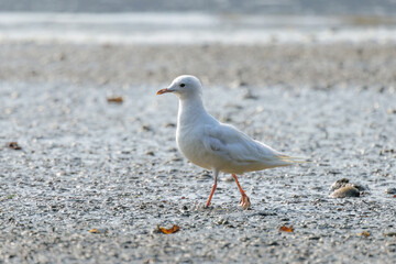 Leucistic Short-billed Gull