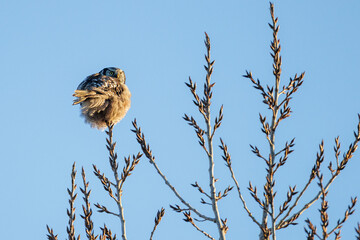 Northern hawk owl
