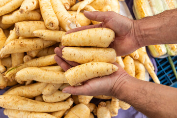 Arracacia xanthorrhiza - Arracacha in the hands of the farmer in the Colombian market square