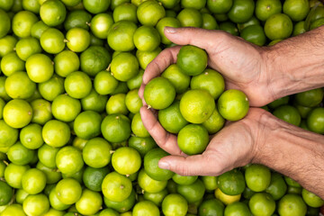 Lemon lime in the hands of the farmer in the Colombian market square - Citrus x aurantiifolia