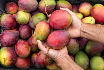 Mangifera indica - Mango tommy in the hands of the farmer in the Colombian market square