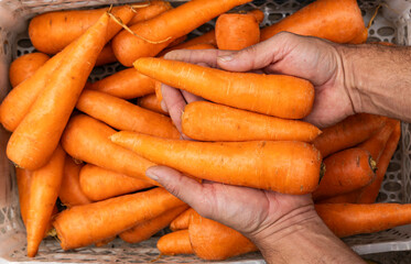 Organic carrots in the hands of the farmer - Daucus carota.