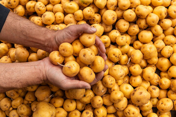 Solanum phureja - Yellow potato in the hands of the farmer in the Colombian market square