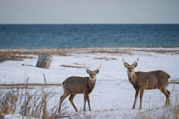 The sika deer (Cervus nippon)