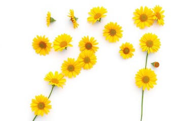 Linear arrangement of vibrant yellow flowers against a stark white backdrop, alignment, isolated