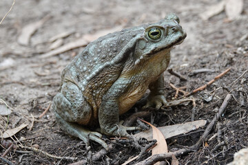 frog on the grass