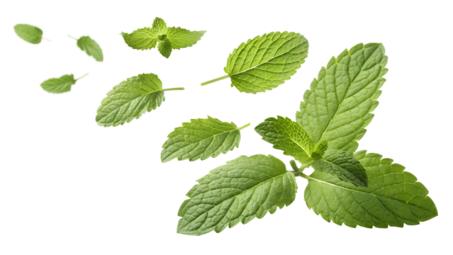 Fresh Mint Leaves: High-Resolution Images for Culinary & Herbal Use