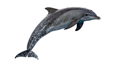 Stunning Photo of a Dolphin Leaping from the Ocean